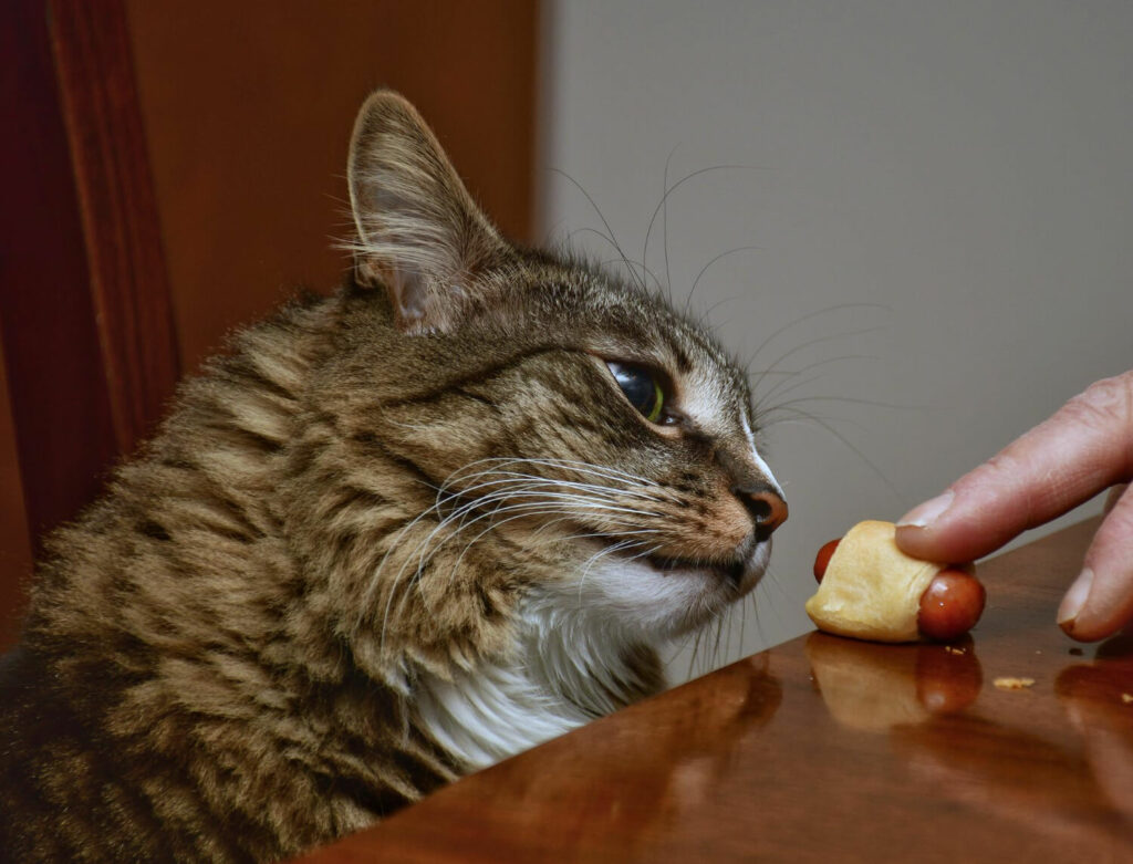 cat eating a snack