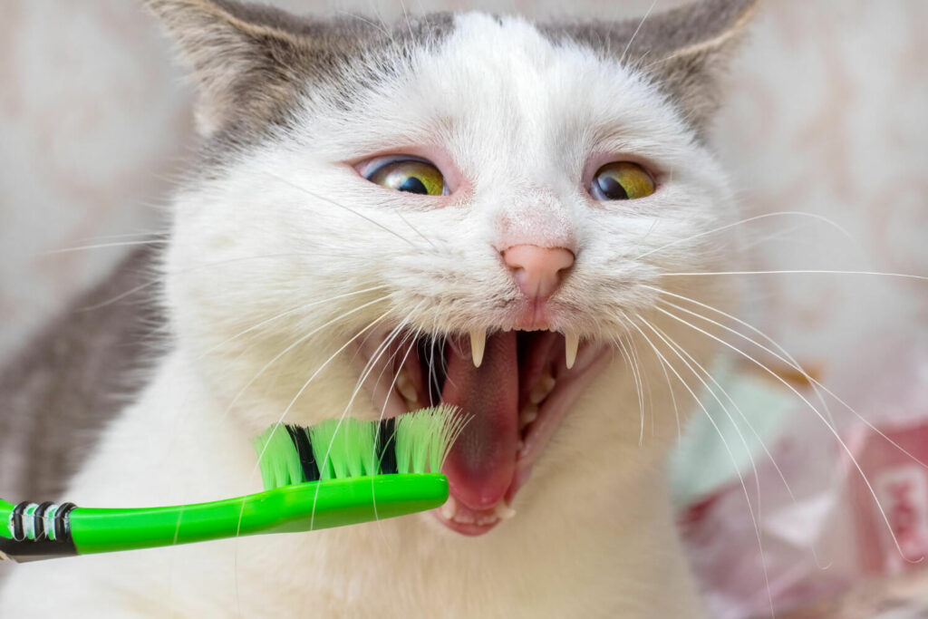 brushing cats teeth