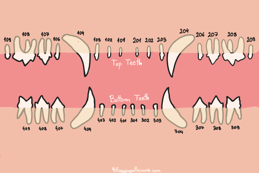 Cat Dental Chart